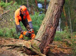 Reliable Vincent, CA Tree Services Solutions